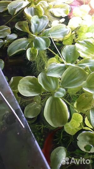 Аквариумные растения