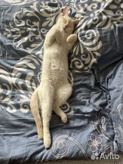 Кот тайский ред поинт вязка