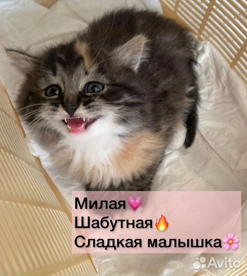 Котята