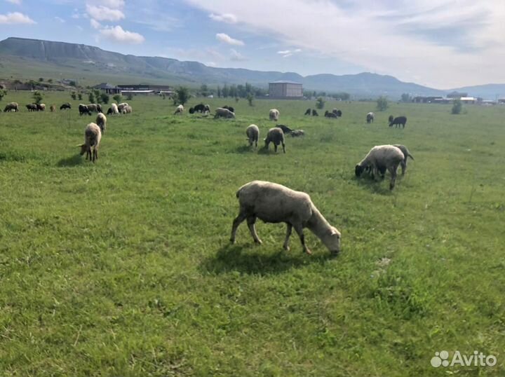 Овцы и бараны