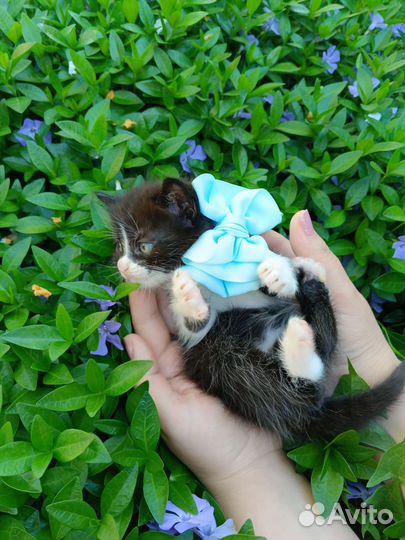 Кошечка бесплатно