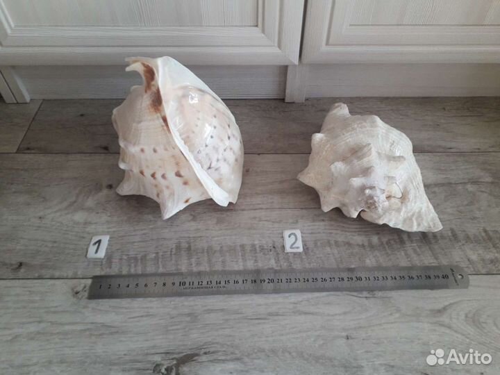 Ракушка большая 23см морская раковина