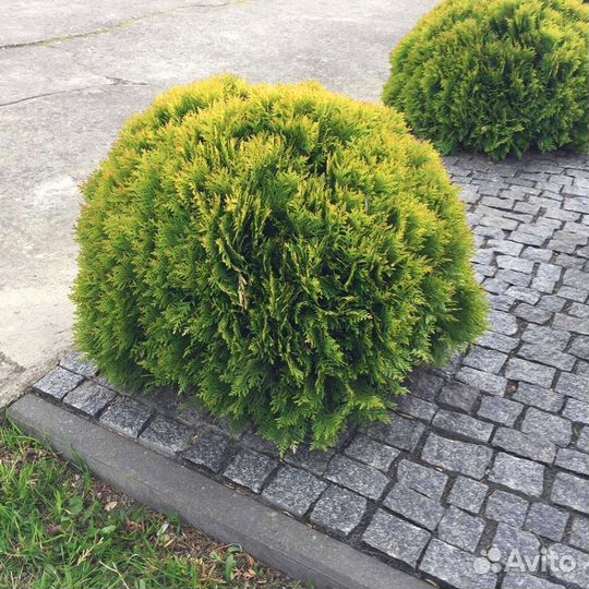 Туи вип класса