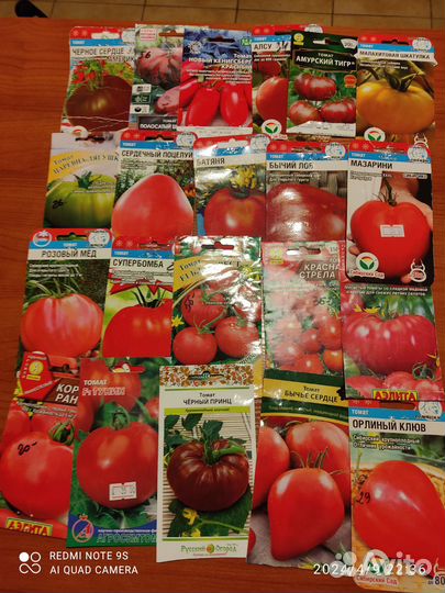 Рассада томатов