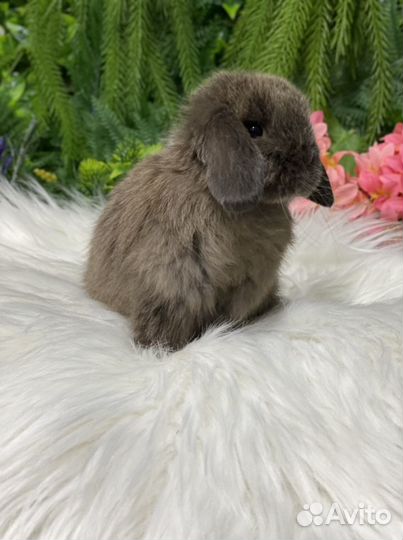 Самочка минилоп