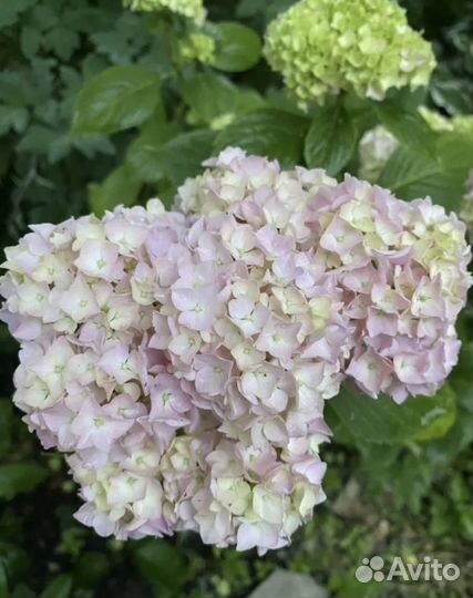 Гортензия крупнолистная вечное лето