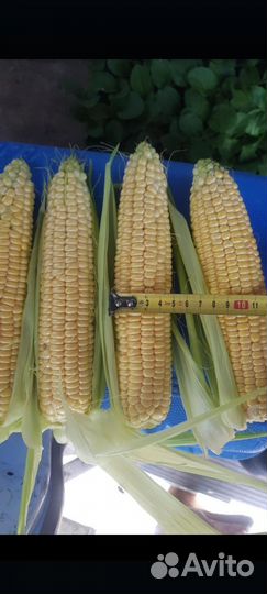 Кукуруза в початках