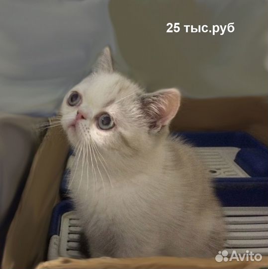 Экзоты котята-кошки
