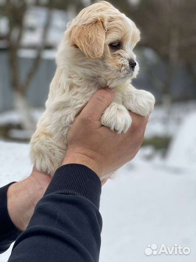 Мальтипу Ф1