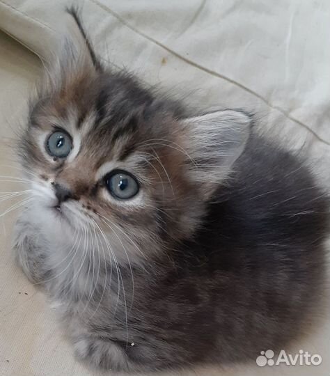 Кошка британская смесь