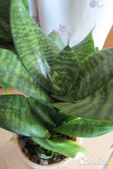 Сансевьера Ханни