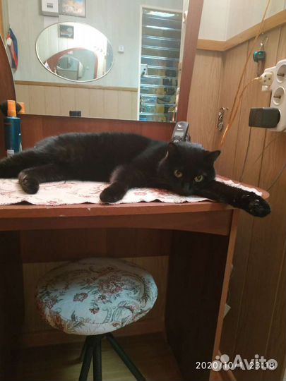 Передержка кошек
