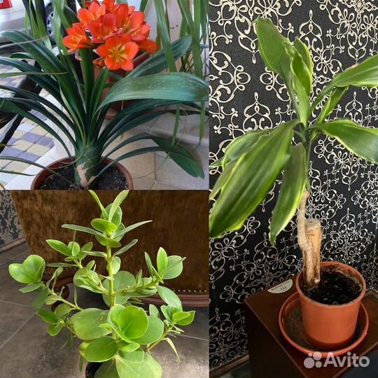 Эхмея,Сансев,Мимоза,Гибискус,Кливия,Драцена,Герань