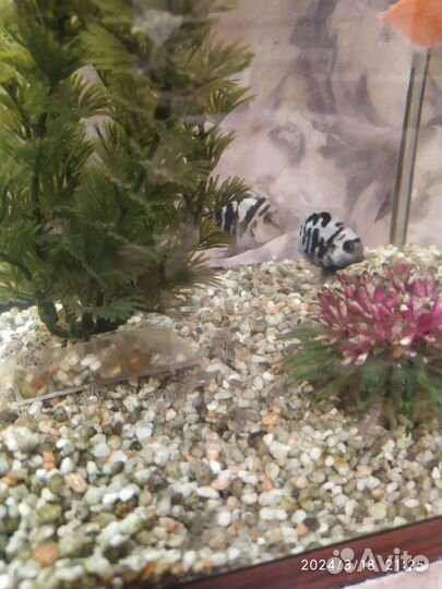 Рыбка сапфировый попугай