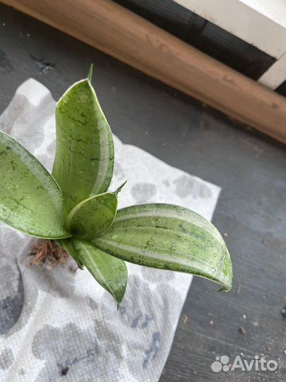 Сансевиерия