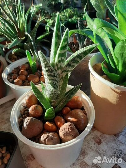 Суккуленты