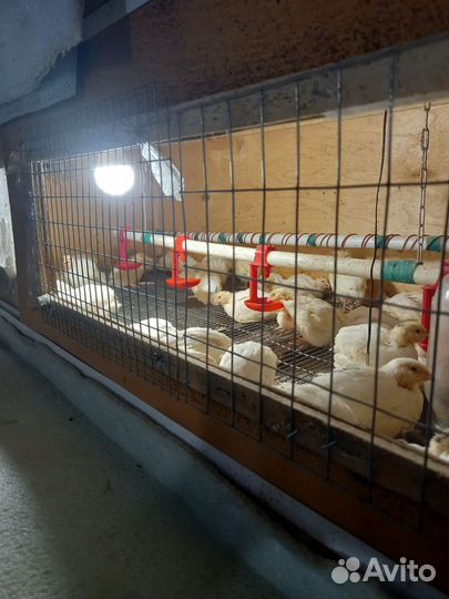 Яйца перепелиные инкубационное