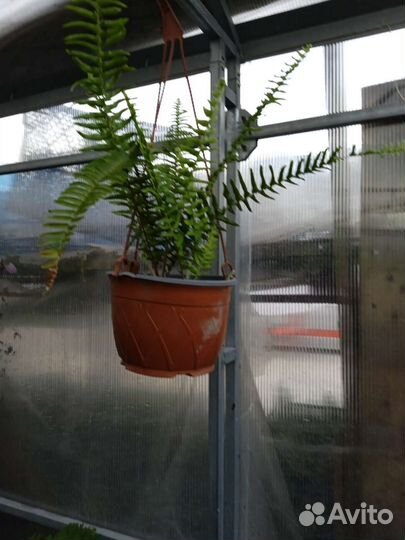 Вербейник, папоротник. Аспарагус, коланхоэ амп