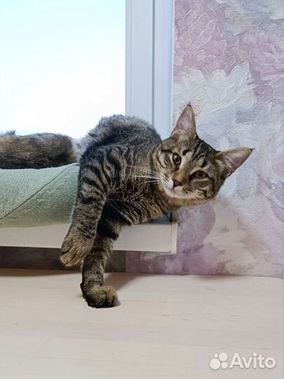 Кошка 8 месяцев