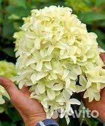 Гортензия метельчатая