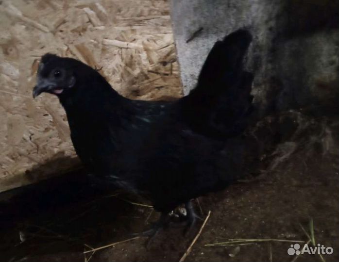 Инкубационное яйцо