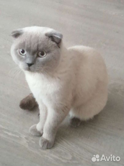 Шотландский котик на вязку