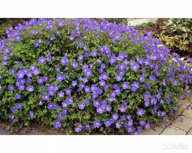 Герань Rozanne