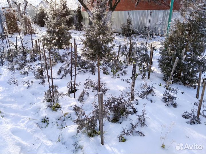 Хвойные саженцы- Туя