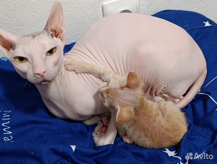 Донской сфинкс. Котенок. 1,5 мес