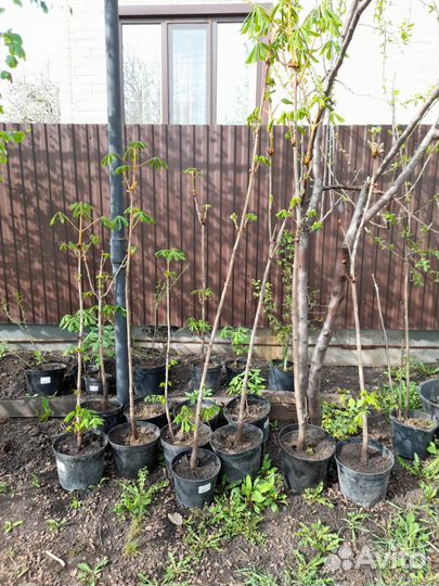 Каштаны дерево 3 года