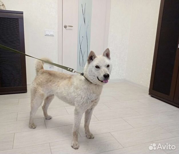 Красотка Ласка, стерилизована