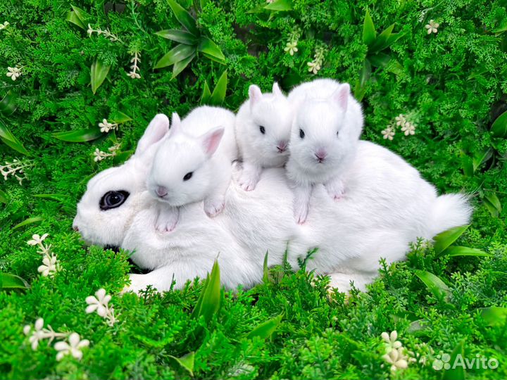 Мини карликовый кролик - гермелин супер мини