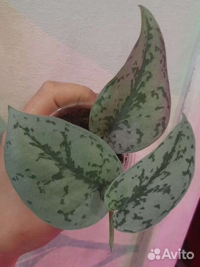 Сциндапсус сильвер леди