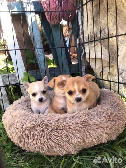 Щенки чихуахуа