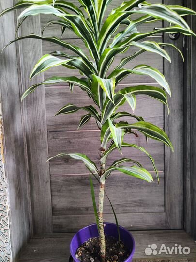 Пальма драцена