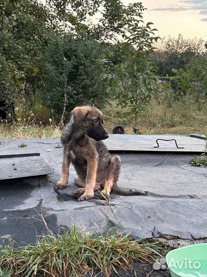 Щенята с характером, во двор