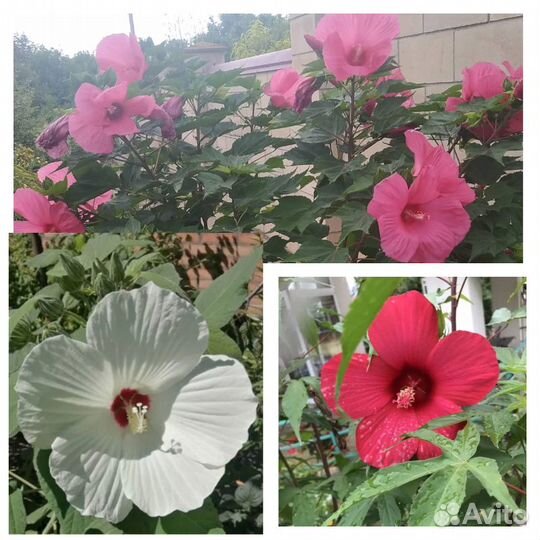 Гибискус травянистый садовый