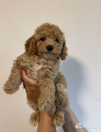 Той-пудель девочка