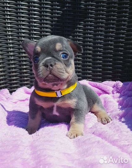 Французский бульдог лиловая девочка