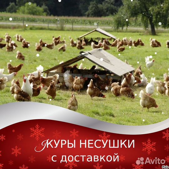 Несушки с доставкой