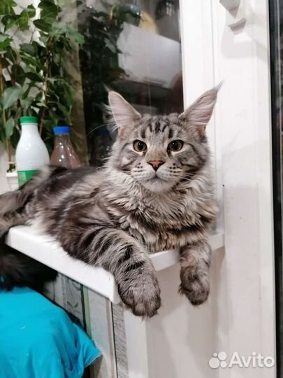 Кот Мей-кун Вязка
