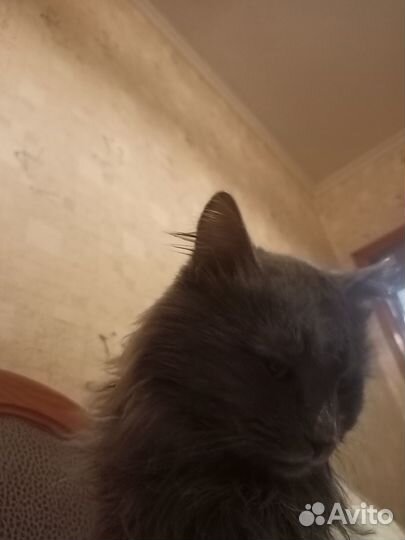 Продам котенка