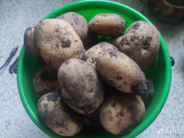 Семенной картофель (сорта разные)