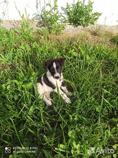 Фокстерьер