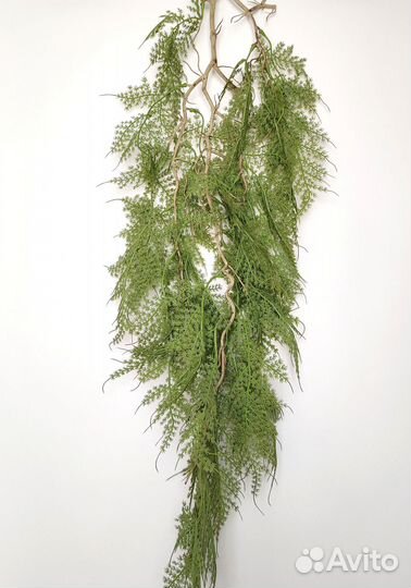 Растения для украшения спаржа опт