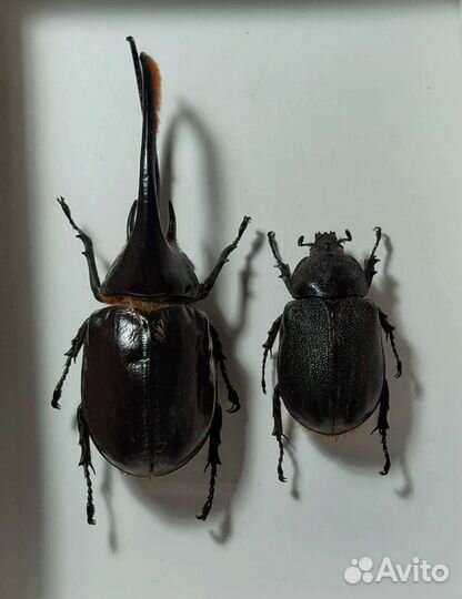 Жук в деревянной рамке под стеклом