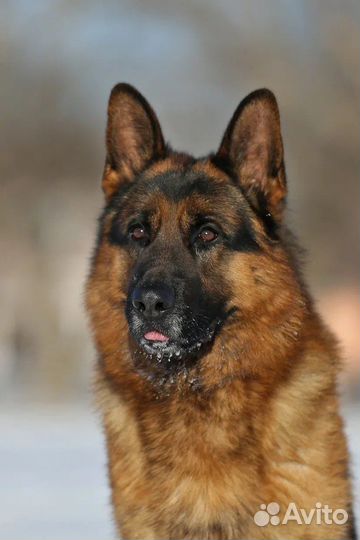 Немецкая овчарка