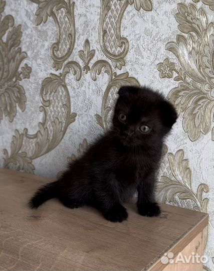 Котик вислоухий