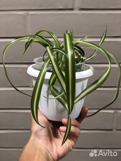 Хлорофитум Бонни (кудрявый)