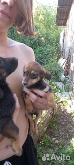 Щенки от маленькой собоки бесплатно